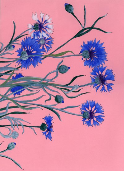 Blue Cornflowers on Pink by Viktoriia Saunina