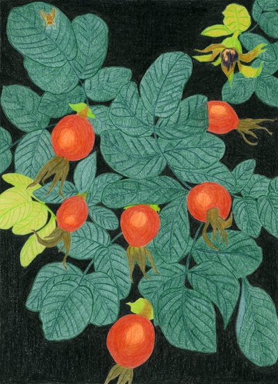 Botanical Rose Hips by Viktoriia Saunina