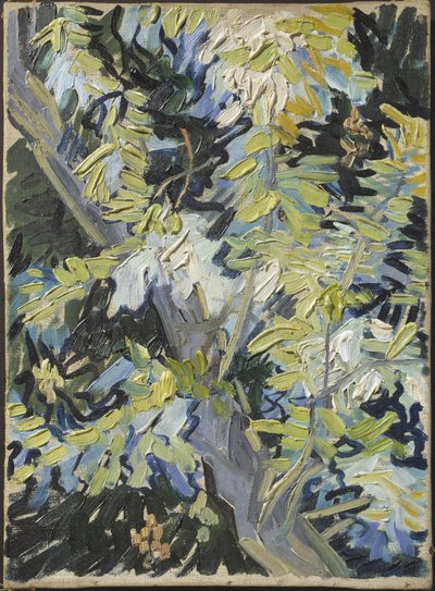 Acacia Flowering by Vincent van Gogh