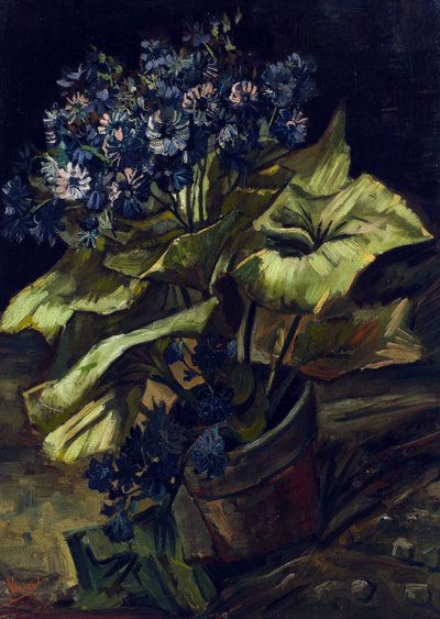 Cineraria in Flowerpot by Vincent van Gogh