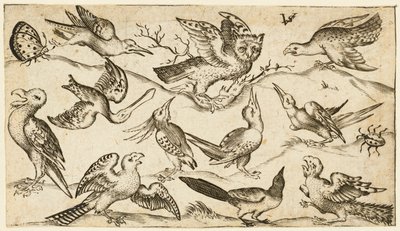 Eleven birds and two insects on minimal ground with owl with wings outstretched by Virgil Solis