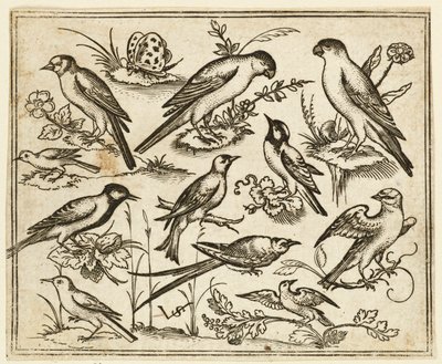 Eleven Birds Sitting on Patches of Flowering Foliage and Small Branches by Virgil Solis