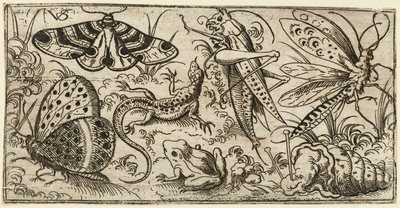 Group of Insects and Animals on a Plain Ground with Grass by Virgil Solis