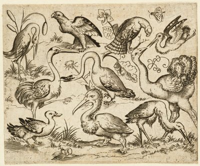 Ostrich on Left Side with Nine Other Birds, Including a Heron and a Pelican by Virgil Solis