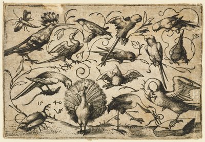 Ten birds on small foliage tendrils with a stork tying a tendril around a pelican’s leg by Virgil Solis