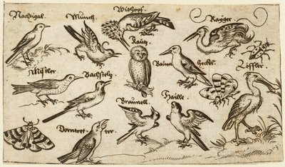 Twelve Types of Birds, Including an Owl and Pelican, Individually Labelled and Positioned by Virgil Solis
