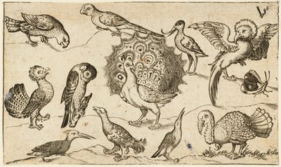 Peacock in Centre Surrounded by Nine Other Birds, Including a Turkey, and a Butterfly on a Minimal Ground with a Small Patch of Grass, from Douce Ornament Prints Album I by Virgilius the elder (after) Solis