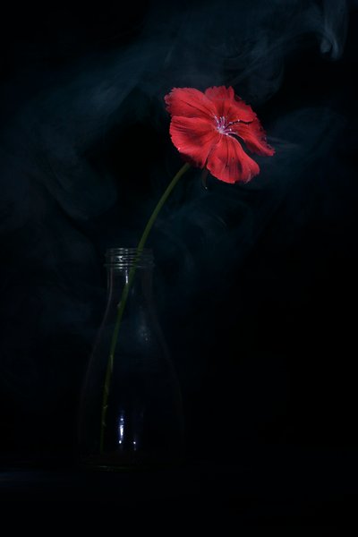 Dramatic Red Bloom by Vladimir Pavlovskyy