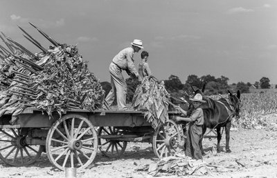 Man and boys load freshly harvested tobacco leaves onto a wagon on a farm by Volkmar Wentzel