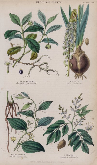 Ipecacuan; Squill; Sarsaparilla; Copaiba by W. Fitch