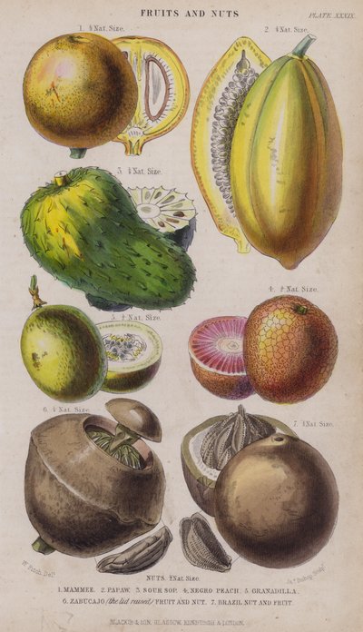 Mammee; Papaw; Sour Sop; Negro Peach; Granadilla; Zabucajo (the lid raised) Fruit and Nut; Brazil Nut and Fruit by W. Fitch