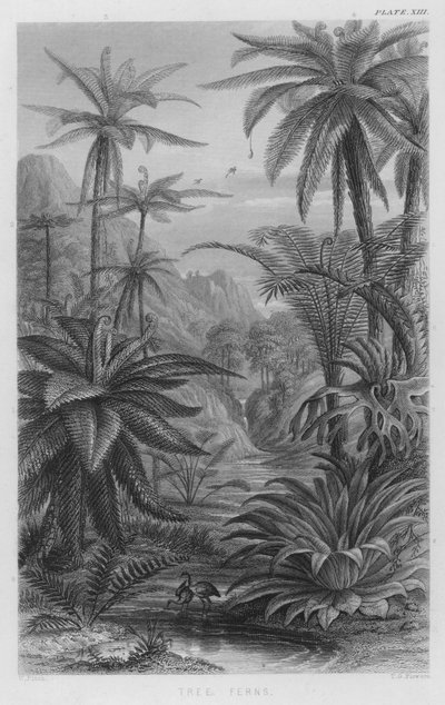 Tree Ferns by W. Fitch