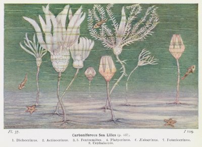 Carboniferous Sea Lilies (colour lithograph) by W. J. Stokoe