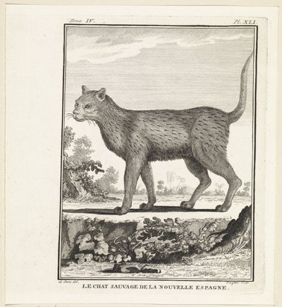 Wild Cat by W. Tringham