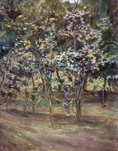Single Camellias at Ueno Park, Tokio by Walter Frederick Roofe Tyndale