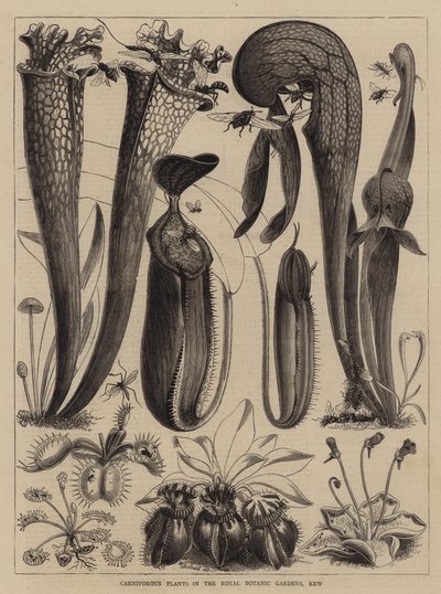 Carnivorous Plants in the Royal Botanic Gardens, Kew by Walter Granville Smith