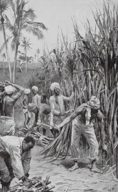 Trinidad Coolies at Work in a Cane-Field by Walter Paget