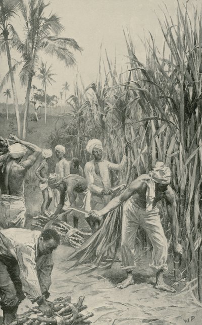 Trinidad Coolies at Work in a Cane-Field by Walter Stanley Paget