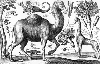 Animalium, Ferarum et Bestiarum, engraved by David Loggan by Wenceslaus (after) Hollar