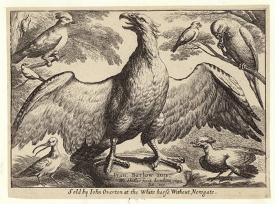 Eagle and other birds by Wenceslaus Hollar