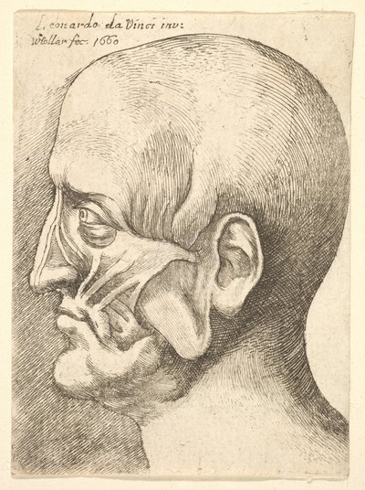 Ecorche head of a man in profile to left by Wenceslaus Hollar