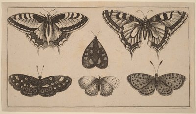 Five Butterflies and a Moth by Wenceslaus Hollar