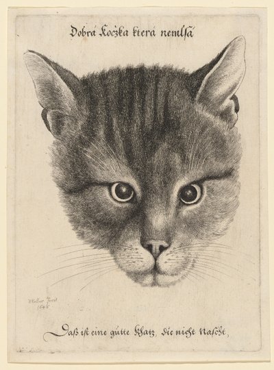Head of a Cat (Middle Size) by Wenceslaus Hollar
