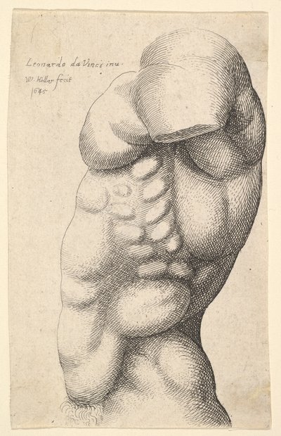 Male torso from neck to hip in profile to left by Wenceslaus Hollar