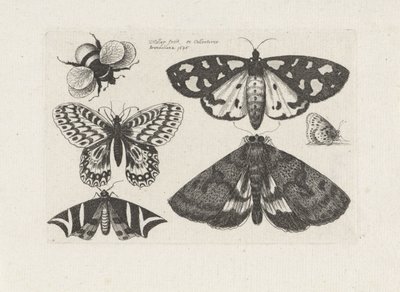 Moths, Butterflies, and a Bumblebee, Insects (series title) by Wenceslaus Hollar