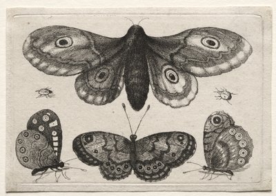 Various Figures and Forms of Flies, Beetles, and Worms: A Moth, Three Butterflies, and Two Beetles by Wenceslaus Hollar
