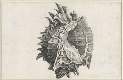Shell, Phyllonotus Erythrostomus by Wenceslaus Hollar