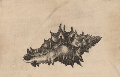 Shell Vasum ceramicum by Wenceslaus Hollar