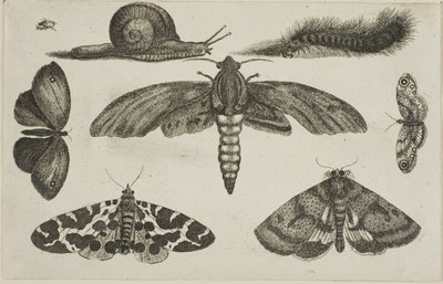 Six Insects, a Caterpillar, and a Snail by Wenceslaus Hollar