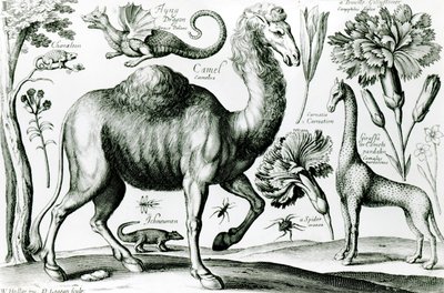Study of Animals and Flowers, engraved by D. Loggan by Wenceslaus Hollar