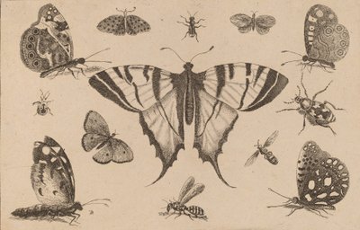 Swallow-tailed Butterfly and Twelve Other Insects by Wenceslaus Hollar