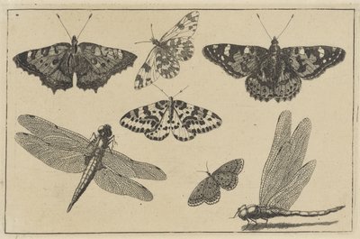Two Dragonflies and Five Butterflies by Wenceslaus Hollar