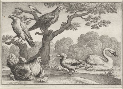 Swan, Hen with Chicks, and Other Birds (Various Birds) by Wenceslaus Hollar