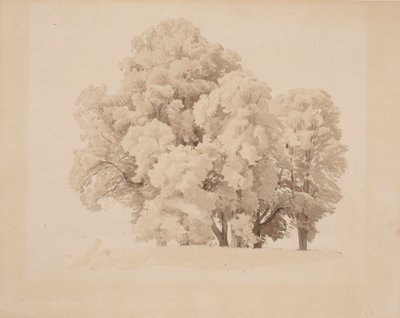 Group of Deciduous Trees by Werner Holmberg