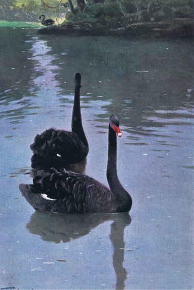 Black Swan, illustration from Wildlife of the World, c.1910 by Wilhelm Kuhnert