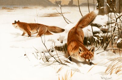 Common Fox by Wilhelm Kuhnert