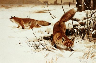 Fox, plate from Brehms Tierleben by Wilhelm Kuhnert