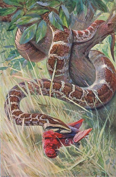 Indian Python by Wilhelm Kuhnert