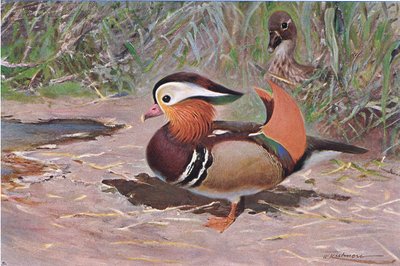 Mandarin Duck by Wilhelm Kuhnert