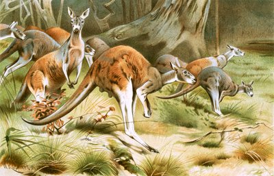 The Red Kangaroo by Wilhelm Kuhnert