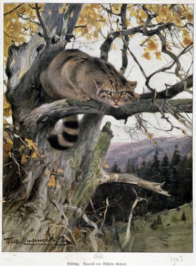 Wild Cat - Watercolour by Wilhem Ruhnert by Wilhelm Kuhnert