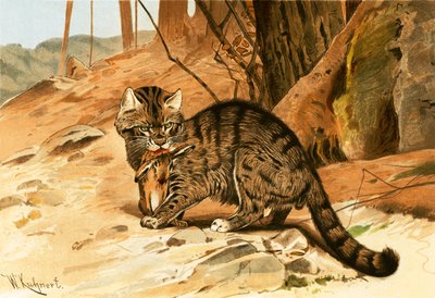 Wild cat by Wilhelm Kuhnert