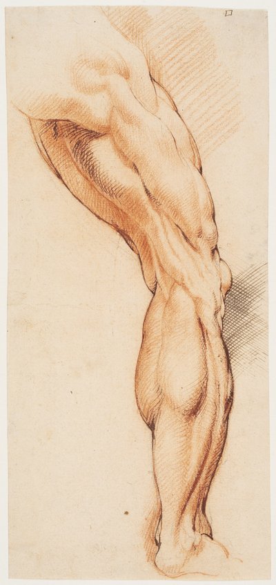 Anatomical Study. A Man