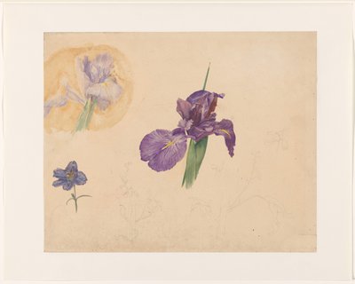 Studies of an Iris and Larkspur by Willem van Konijnenburg