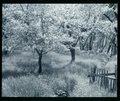 Apple Trees in Blossom by William B. Post
