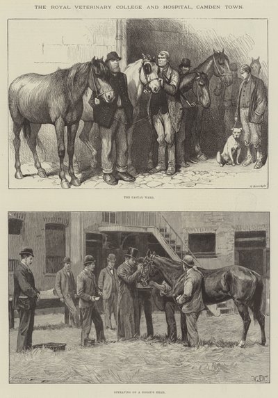 The Royal Veterinary College and Hospital, Camden Town by William Barnes Wollen